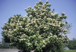 Catalpa