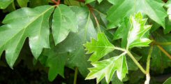 Il cissus