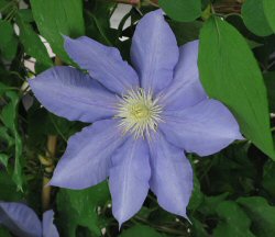 clematis