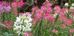 Cleome