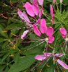 Cleome