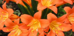 Clivia