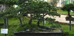 Conifere bonsai