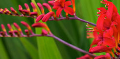 Crocosmia