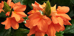 Crossandra