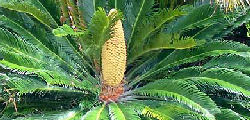 La cycas