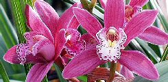 cymbidium