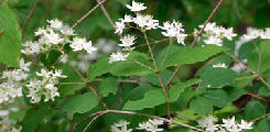 deutzia