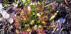 Drosera