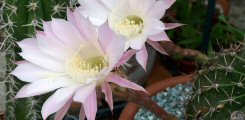 Echinopsis