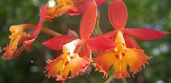 Epidendrum