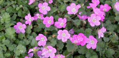 Erodium