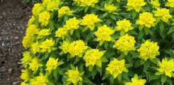 Euphorbia