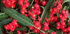 Euphorbia fulgens