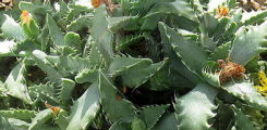 Faucaria