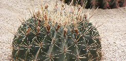 Ferocactus