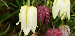 La Fritillaria