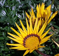 gazania