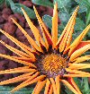 gazania