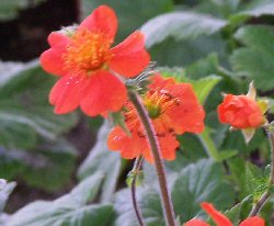 Geum