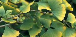 Ginkgo biloba