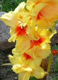 Gladioli