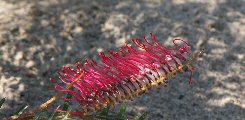 Grevillea