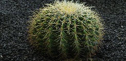 echinocactus