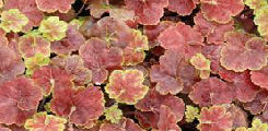 Heuchera