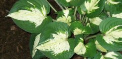 Hosta