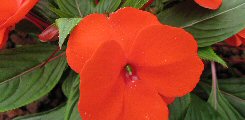 Impatiens