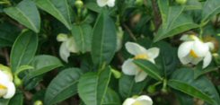 Frutti inebrianti