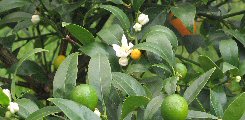 Kumquat