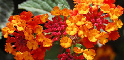 Lantana