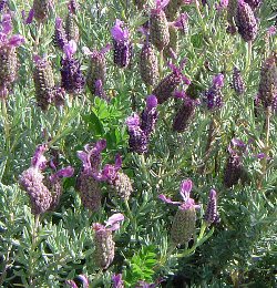 Lavanda