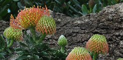 Leucospermum