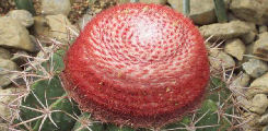 Melocactus