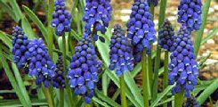 Muscari