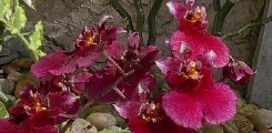 Oncidium