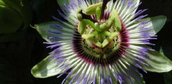 La passiflora