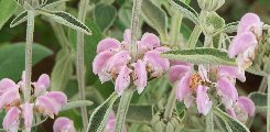 Phlomis