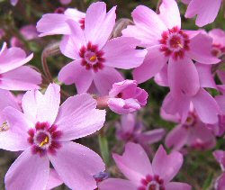 phlox