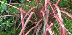 Phormium