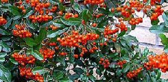 Pyracantha e Cotoneaster