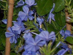 Plumbago