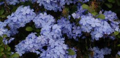 Plumbago