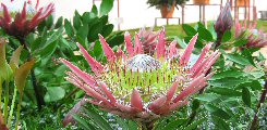 Protea