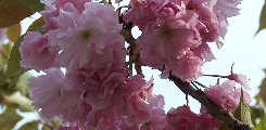 Prunus