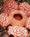 Rivista - Rafflesia