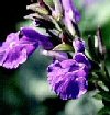 Salvia